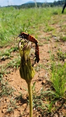 Spilostethus rivularis