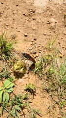 Spilostethus rivularis