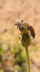 Spilostethus rivularis