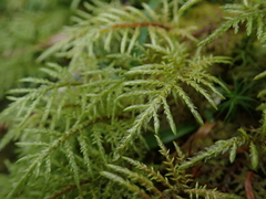 Hylocomium splendens