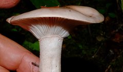 Pudorini