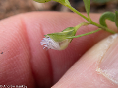 Polygala gerrardii