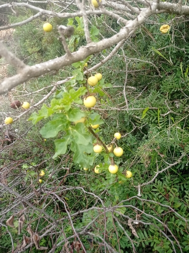 Solanum linnaeanum image