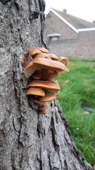 Flammulina velutipes