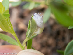 Polygala gerrardii