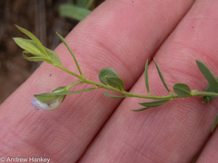 Polygala gerrardii