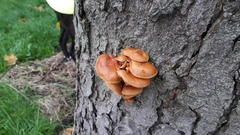 Flammulina velutipes