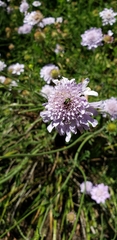 Anthaxiini