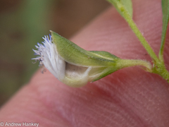 Polygala gerrardii