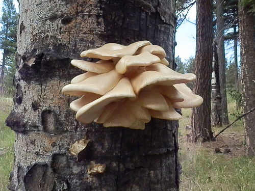 aspen oyster mushroom