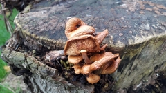 Flammulina velutipes