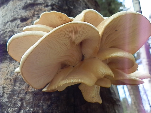 aspen oyster mushroom