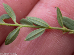 Polygala gerrardii