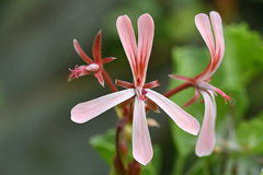 Pelargonium acetosum