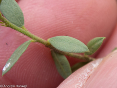 Polygala gerrardii