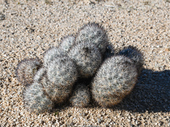 Escobaria alversonii