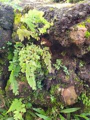 Adiantum concinnum