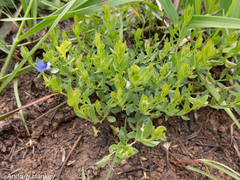 Polygala gerrardii