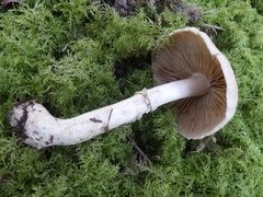 Cortinarius caperatus