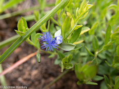 Polygala gerrardii