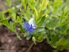 Polygala gerrardii