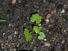 Hydrocotyle sibthorpioides