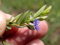 Polygala gerrardii