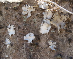 Dermatocarpon miniatum