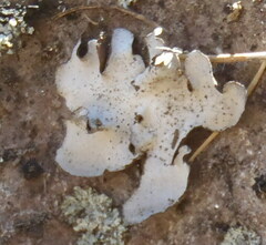 Dermatocarpon miniatum