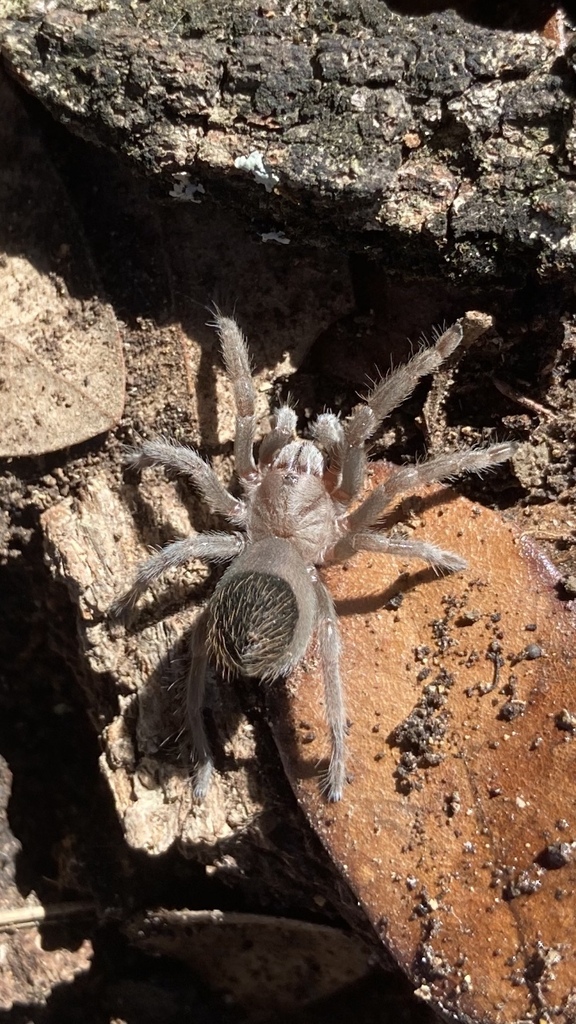 Texas Brown Tarantula from Hollyhock Rd, San Antonio, TX, US on