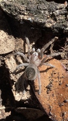 Aphonopelma