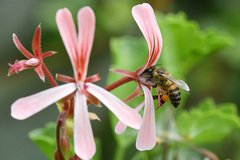 Pelargonium acetosum