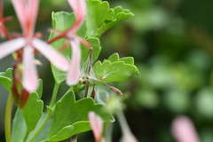 Pelargonium acetosum