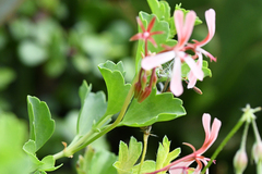 Pelargonium acetosum