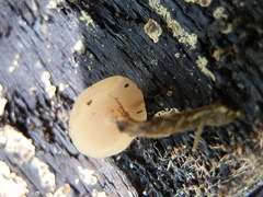 Cudonia confusa