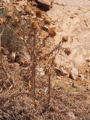 Cynara cardunculus image