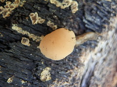 Cudonia confusa
