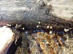 Cudonia confusa