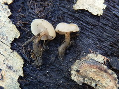 Cudonia confusa