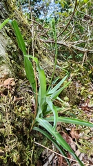 Chlorophytum krookianum