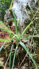 Chlorophytum krookianum