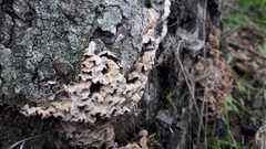 Chondrostereum purpureum