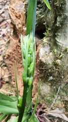 Chlorophytum krookianum