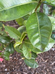 Sideroxylon foetidissimum