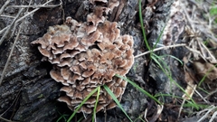 Chondrostereum purpureum