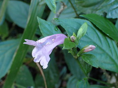 Strobilanthes cusia