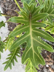 Thaumatophyllum xanadu
