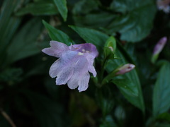 Strobilanthes cusia