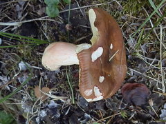 Russula robertii