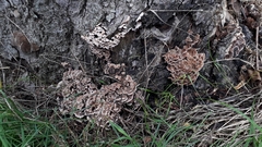 Chondrostereum purpureum